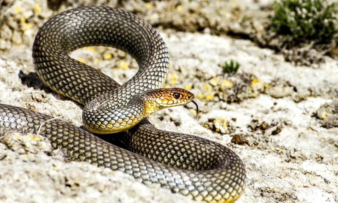 Желтобрюхий полоз (Dolichophis caspius). Желтобрюхий Каспийский полоз. Полоз змея желтобрюхий. Желтобрюхий полоз Краснодарский край.