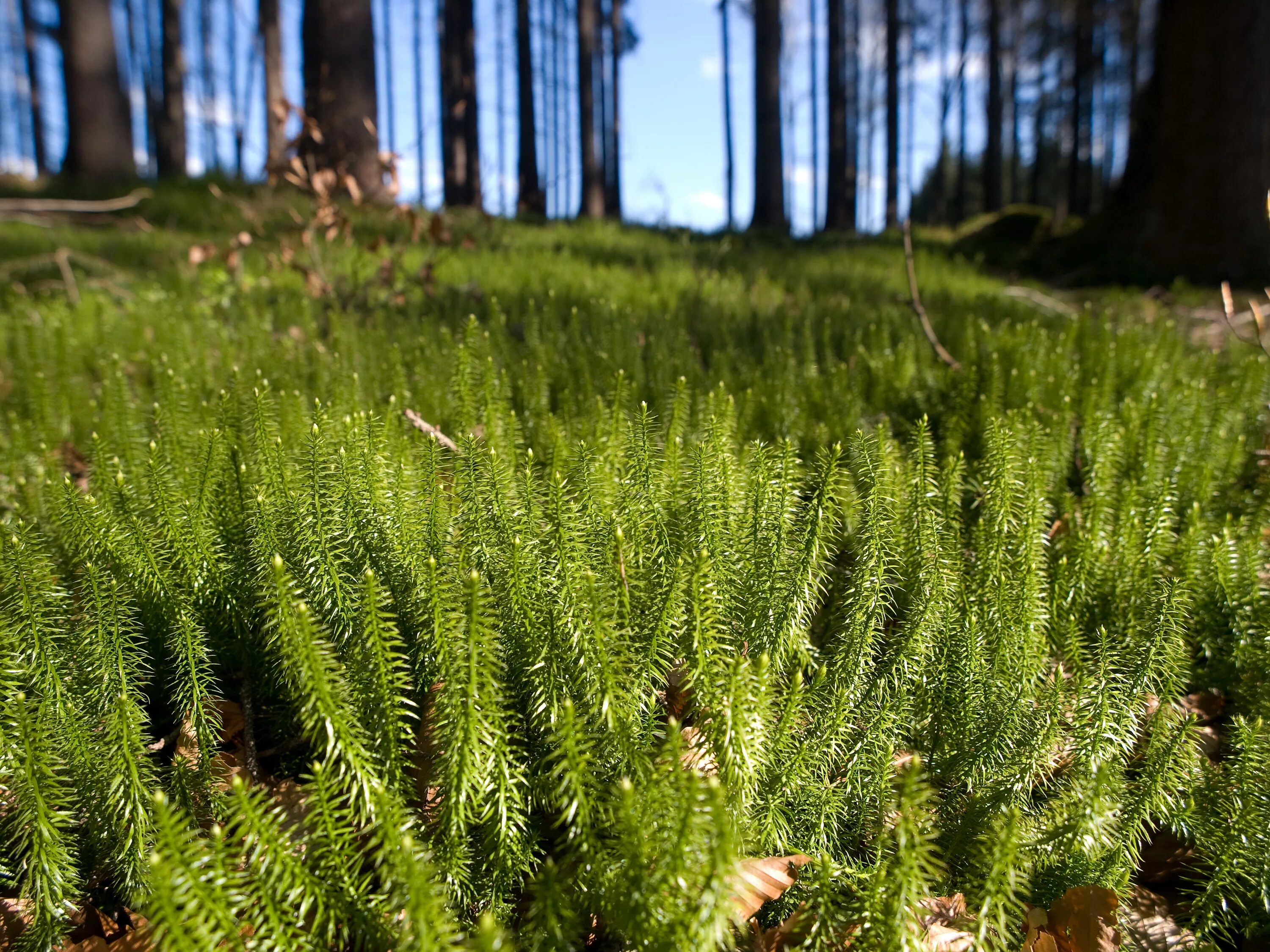 Плаун Баранец. Плаун (Lycopodium). Плаун булавовидный, хвощи. Плаун годичный (Lycopodium annotinum). Плаунообразные растения