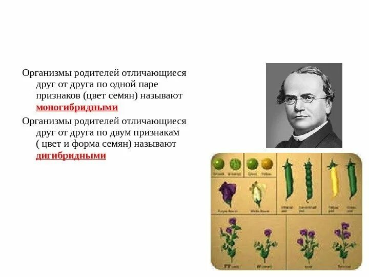 Метод исследования использованный менделем. Закономерности наследования признаков менделя. закономерности наследственности установленные менделем. менделевские закономерности наследования. основные закономерности наследования признаков.