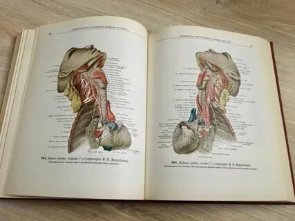 Какая есть анатомия