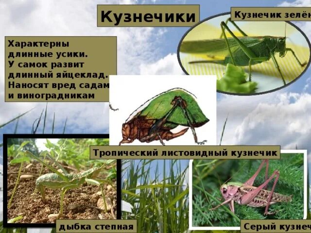 Определите тип развития животных кузнечик зеленый. Вред кузнечика. тропический листовидный кузнечик. усики кузнечика. тип усиков у кузнечика.