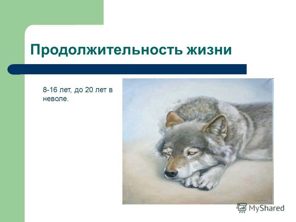 вол продолжительность жизни. продолжительность волка. мини легенды о животных. продолжительность волка. время волка.