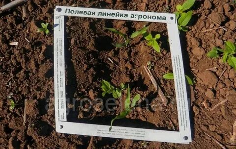 Учет сорняков