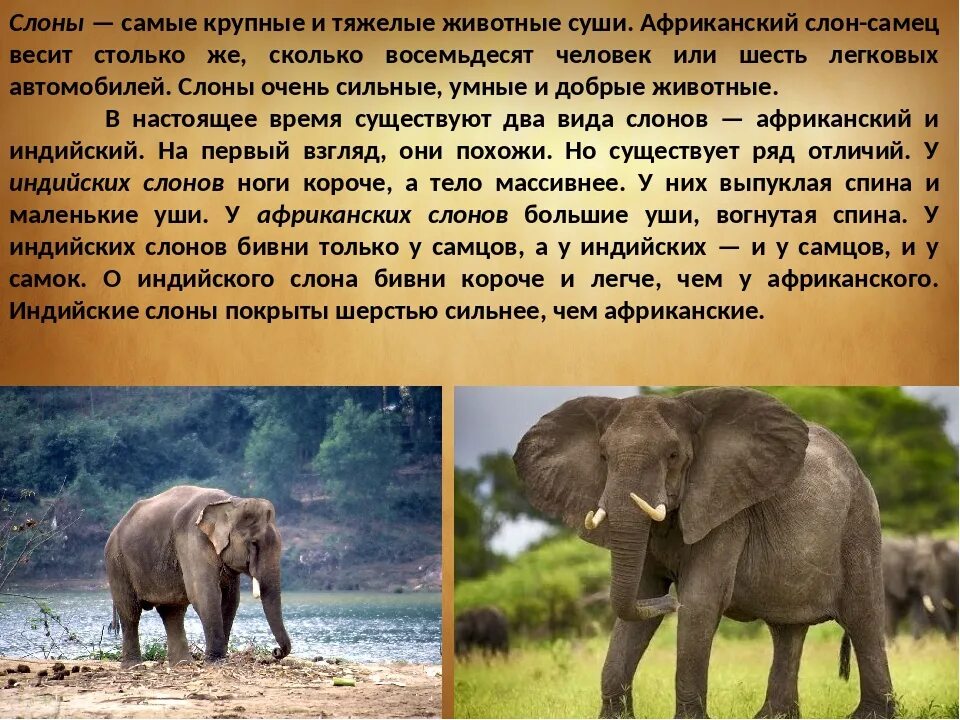 Слон Африканский рассказ для детей 1 класса. Описание слона. Кратко о слонах. Описать слона. В какой природной зоне африки обитает слон
