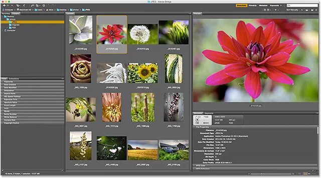 Adobe uses. Adobe bridge. adobe bridge зачем нужен. адоб ми. картинки для презентации adobe golive и livemotion.
