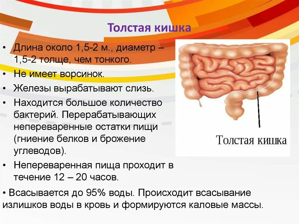 Тонкая кишка биология. Тонкая кишка биология 8 класс. Тонкий кишечник 8 класс биология. Функции Толстого кишечника 8 класс. Пищеварение в тонком кишечнике 8 класс.