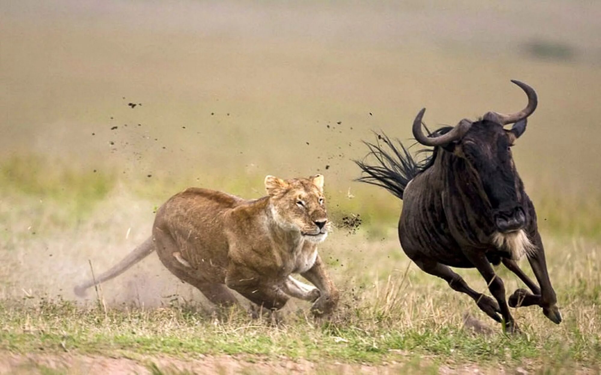 Гнаться вид. Антилопа гну сафари Танзания. Саванна охота Львов. Лев охотится.