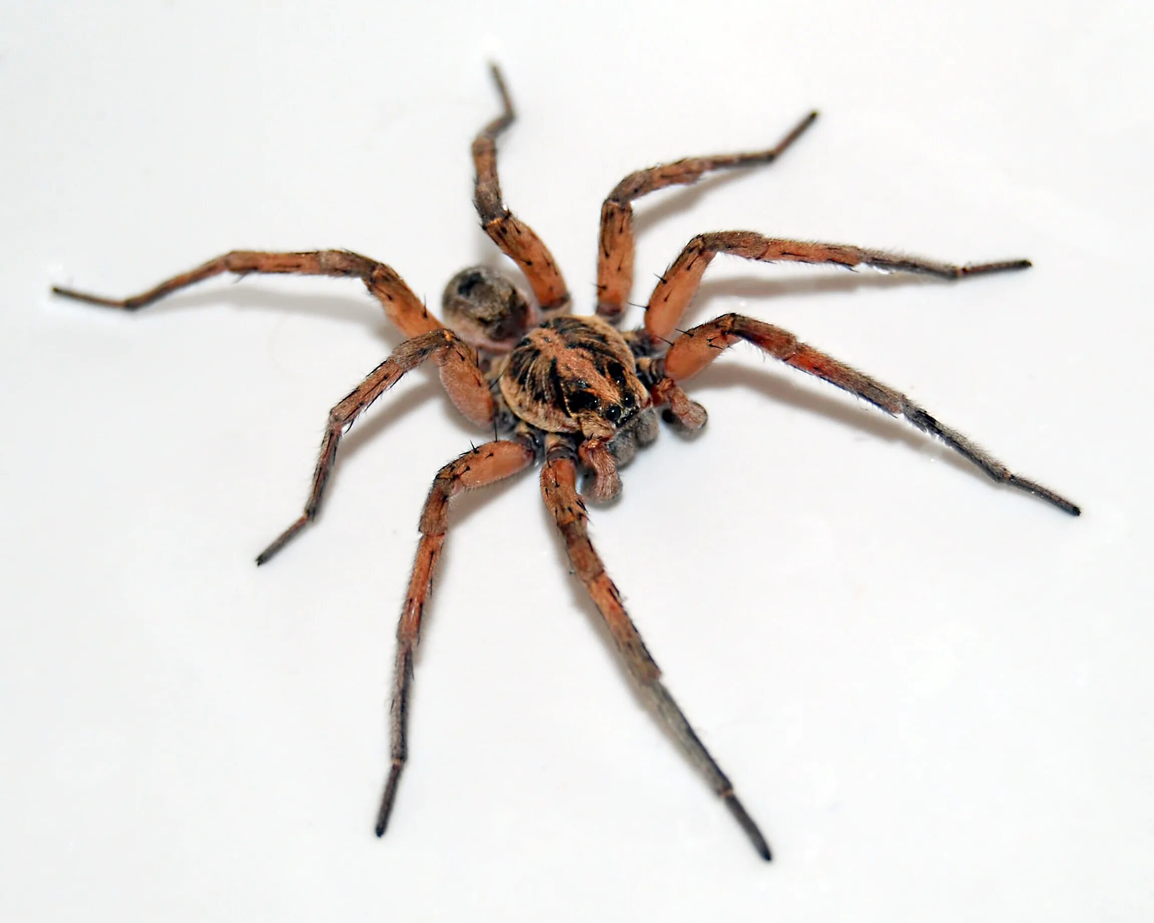 Паук Lycosa Rabida. Radiated Wolf Spider. How many Legs does a Spider have. 1920х640 фон пауки золото.