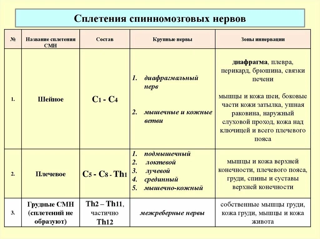 Иннервация спинномозговых нервов таблица. Зоны иннервации спинномозговых нервов таблица. Заполните таблицу нервные сплетения. Нерв иннервация сплетение таблица.