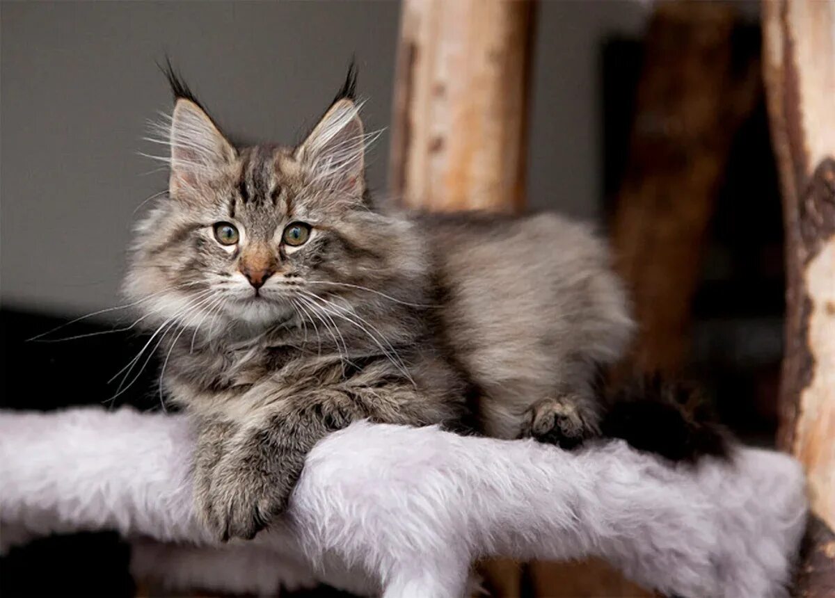 Норвежские Лесные котята. Норвежская Лесная кошка котята. Норвежская Лесная кошка короткошерстная. Норвежская Лесная кошка скоггкэт