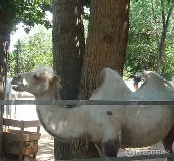 Зоопарк волжский
