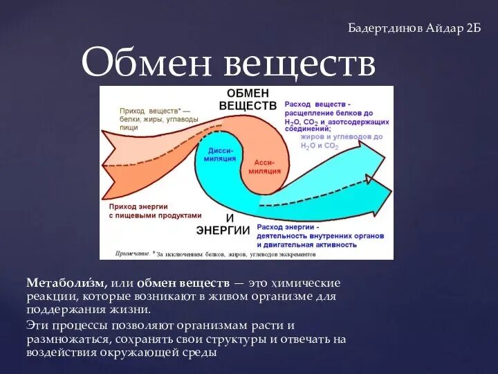 Регулируют обменные процессы. Обмен веществ. обменные процессы в организме. обмен веществ презентация. высокий обмен веществ.