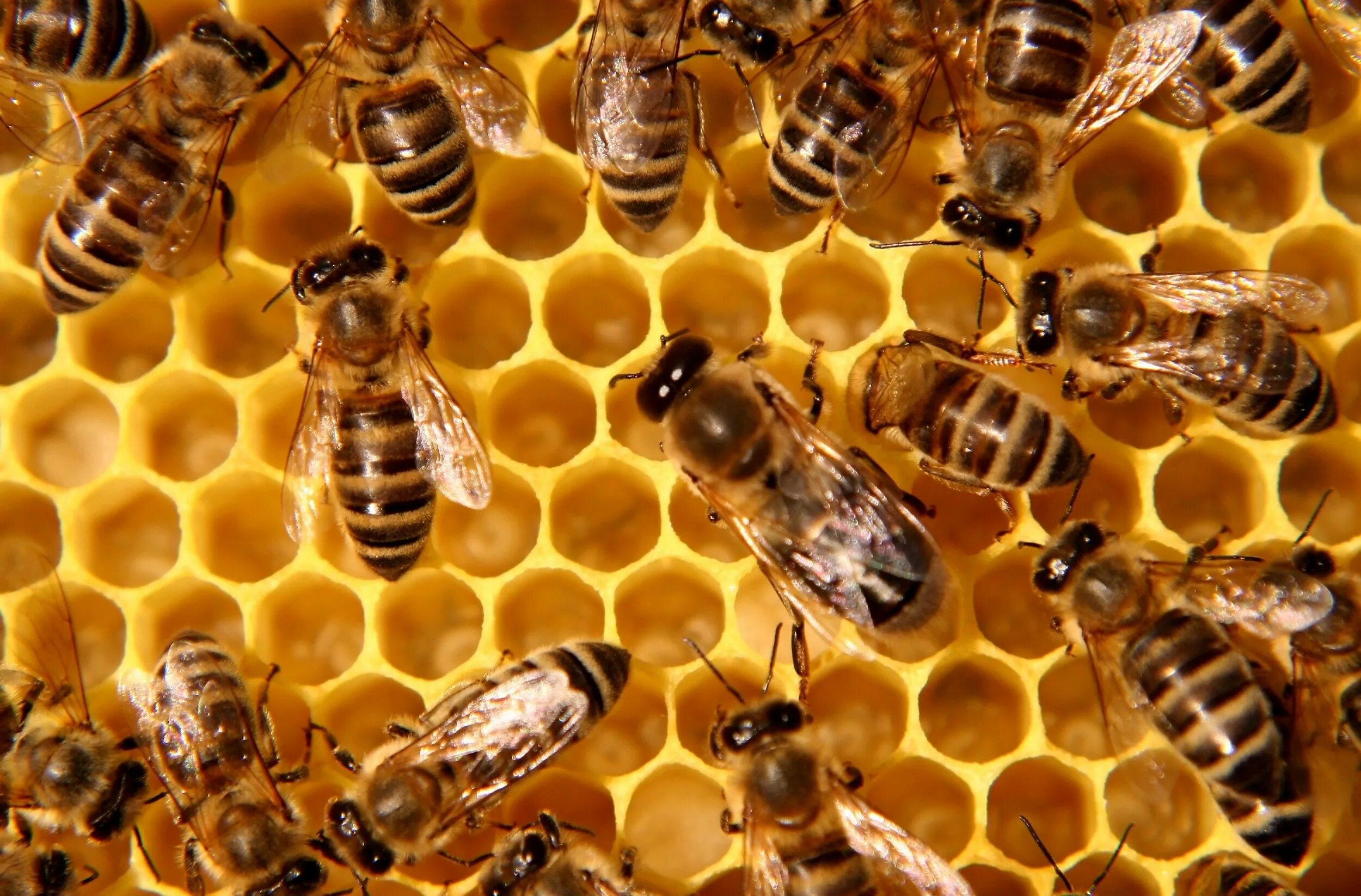 Big honey. Медоносные пчелы Рой. Медоносная пчела улей. Пчела Карника. Красивая пчела.
