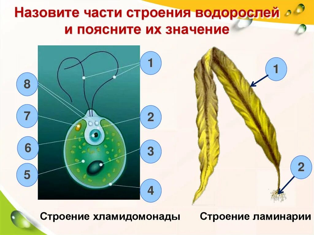 Лабораторная водоросли