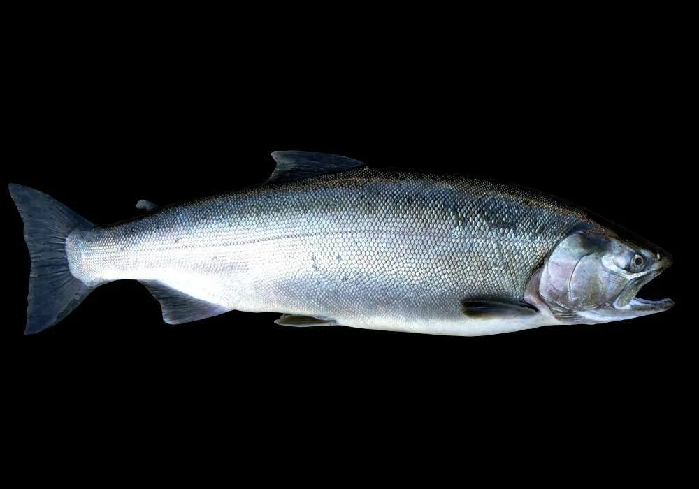 Кижуч фото рыбы. Лосось кижуч. Кижуч Дальневосточный. Кижуч (Oncorhynchus kisutch). Серебристый лосось кижуч.