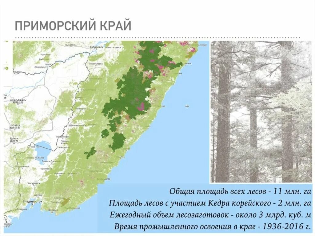 Уссурийская Тайга на карте. Уссурийская Тайга на карте России. Уссурийская Тайга на карте России географическое положение. Уссурийская Тайга на карте Приморского края. Уссурийский край вошел в состав