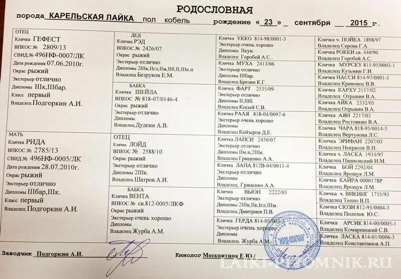 Имена со значением животных. Имена со значением животных