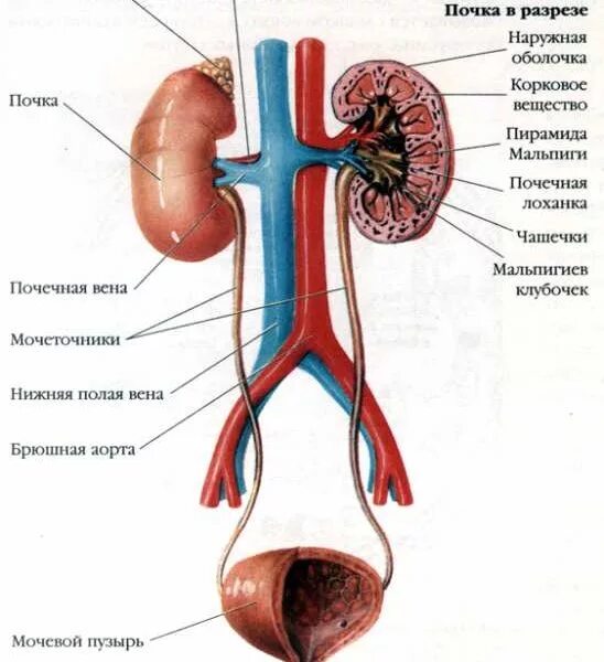 Строение мочеиспускательной системы. Строение выделительной системы анатомия. Мочеполовая система выделительная система. Строение органов мочевыделения.