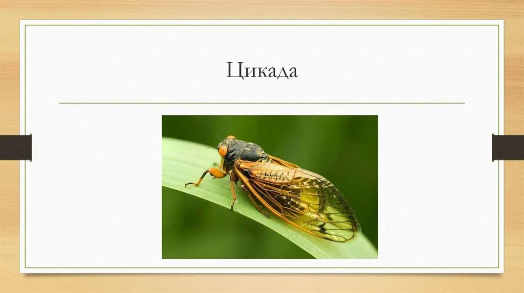 Цикада является многозначным словом. Цикада презентация. представители цикад. равнокрылые презентация. равнокрылые насекомые презентация.