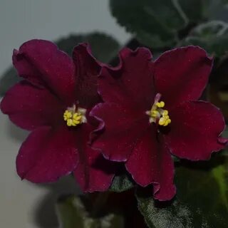 Названия красных фиалок