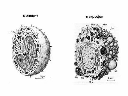 Макрофаги строение