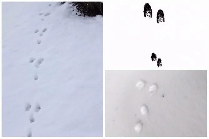 Как определить следы зайца. Направление следа зайца. Следы зайца зимой. Направление заячьего следа. Как определить следы зайца.