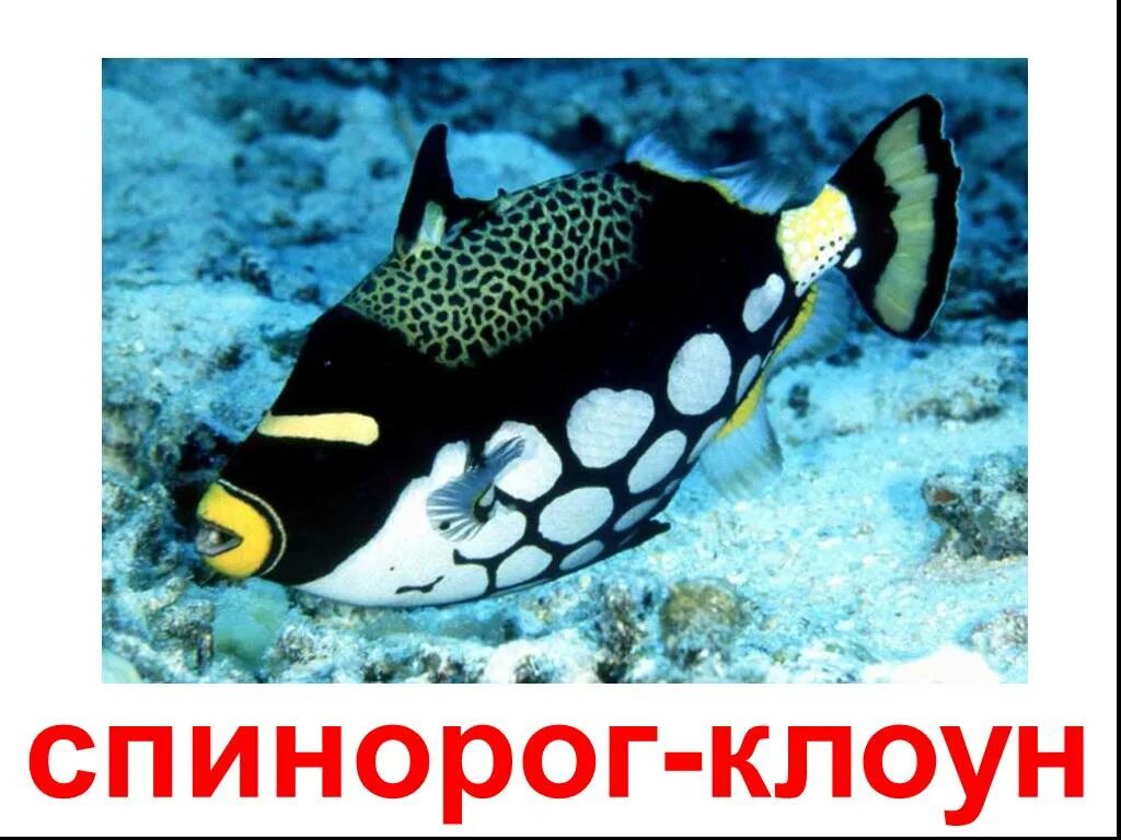 Речные морские обитатели. Рыба спинорог клоун. Balistoides conspicillum (спинорог-клоун). Крупнопятнистый спинорог. Пятнистый спинорог.