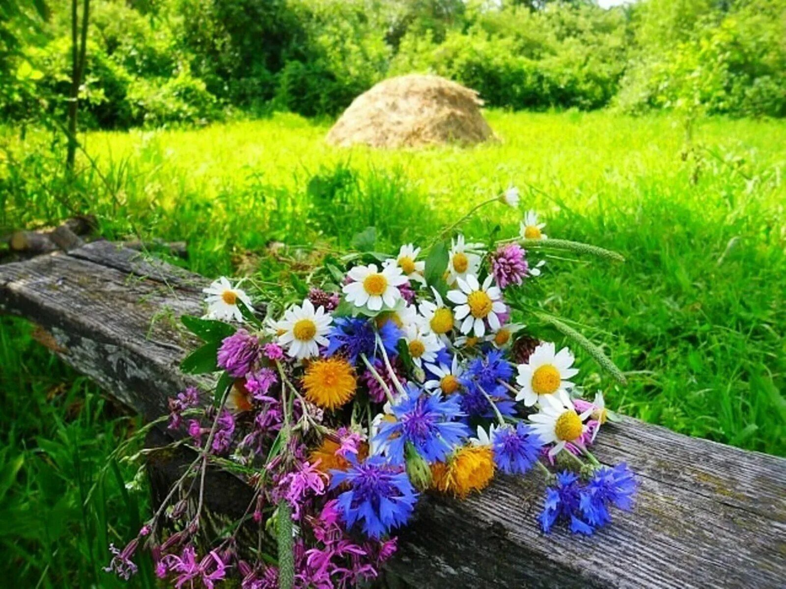 Хорошего дня последних дней лета. Летние цветы. Августовские полевые цветы. Летние деньки. Август природа.