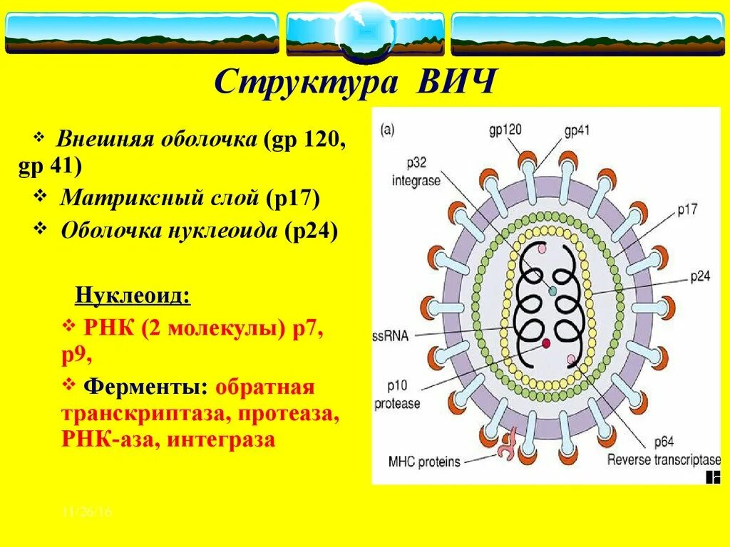 P24 вич 2. ВИЧ структура вириона. Антигенная структура вируса ВИЧ. Ферменты вириона ВИЧ. Схема вируса иммунодефицита человека.