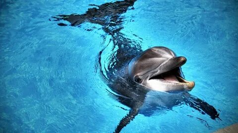 Ellen decided to become a dolphin keeper