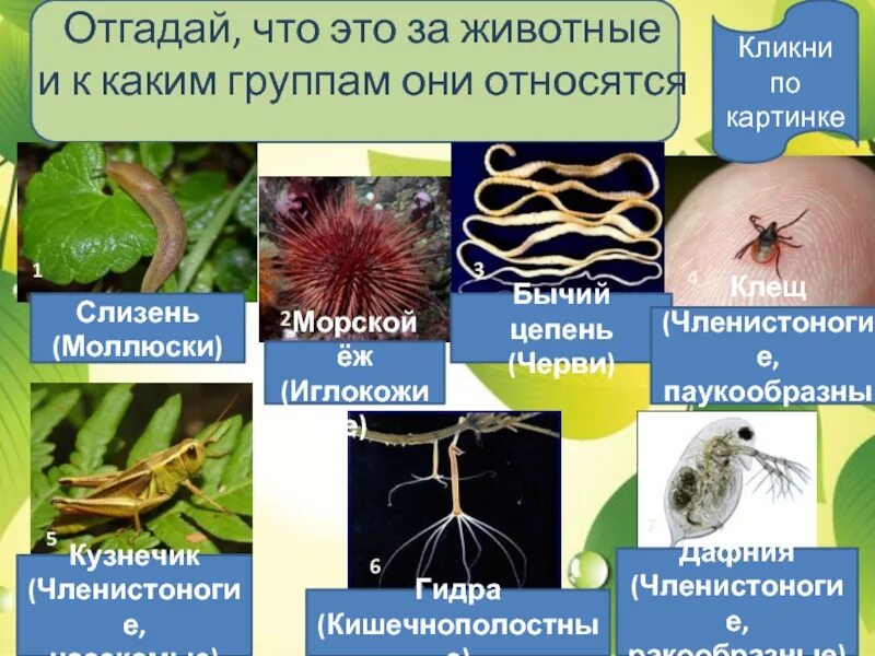 Простейшие кишечнополостные черви моллюски членистоногие. Многоклеточные позвоночные животные классификация. Беспозвоночные животные. Биология 5 класс многоклеточные беспозвоночные. Обобщение по теме беспозвоночные животные.