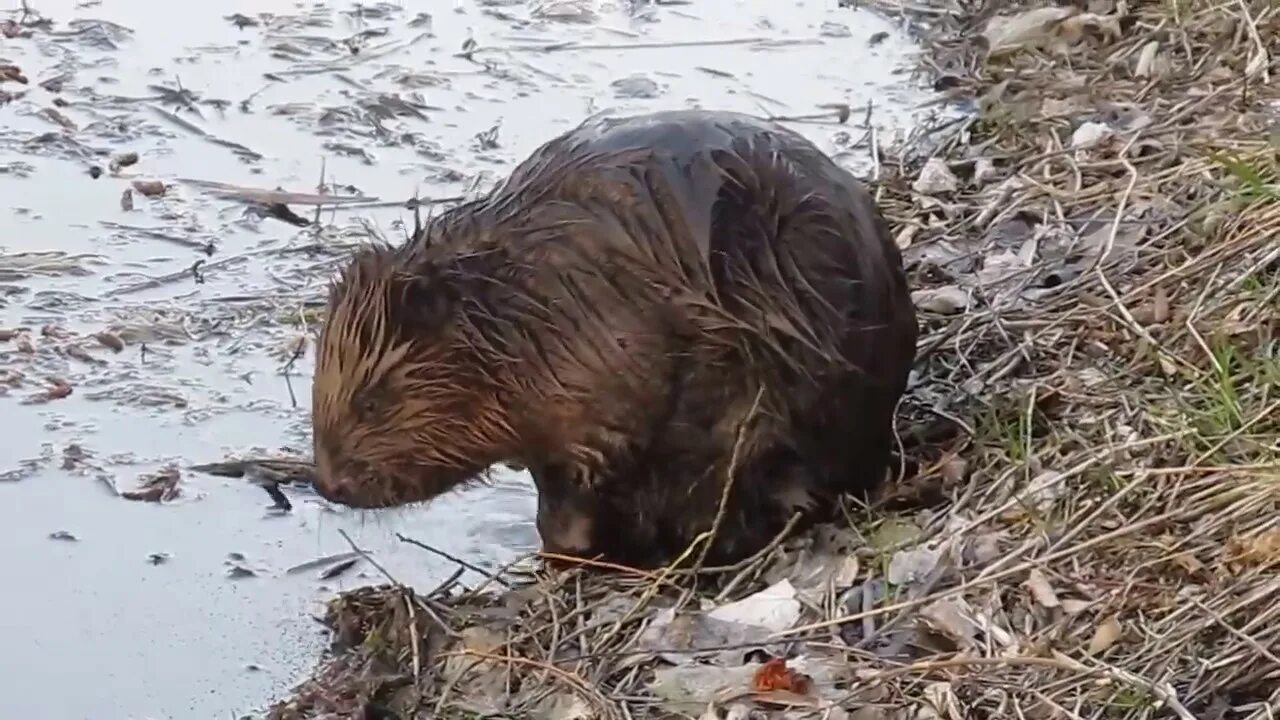 Бобры видео ютуб