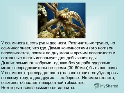 Описание осьминога
