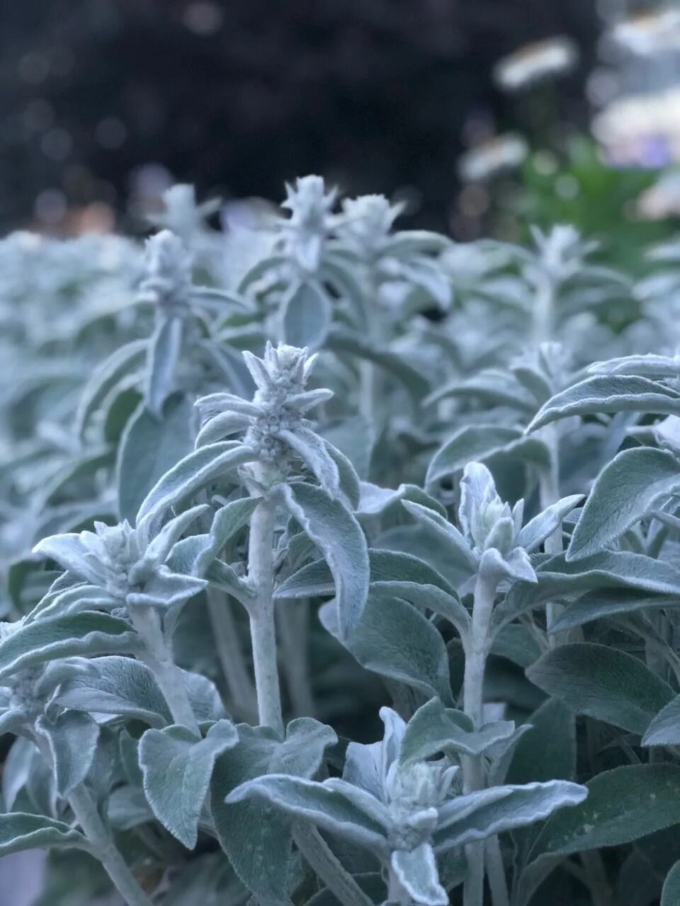 стахис шерстистый посадка и уход