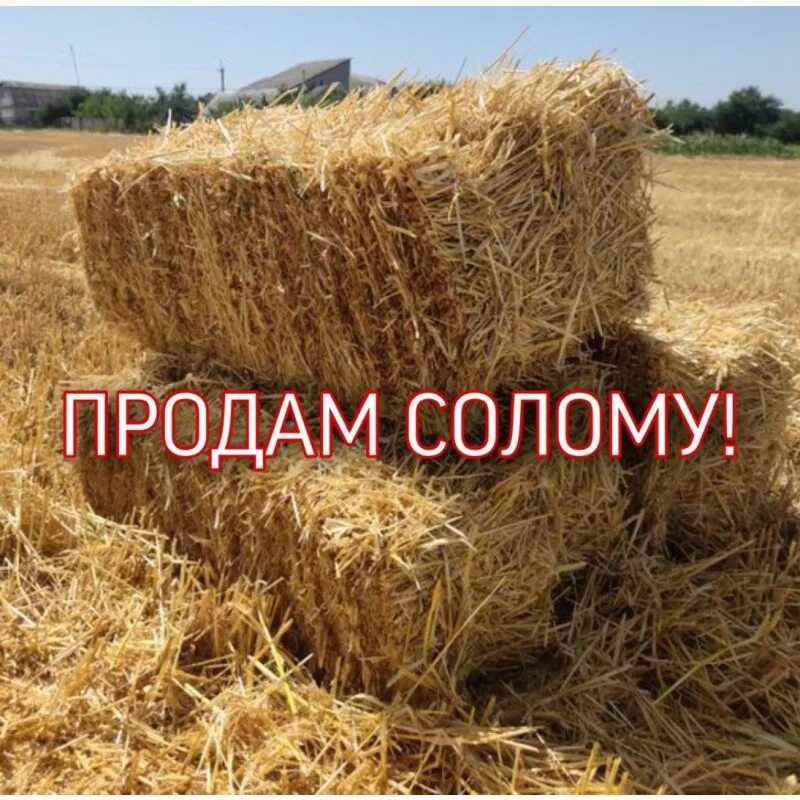 Куда продать солому. Куда продать солому. Куда продать солому. Куда продать солому. Куда продать солому.