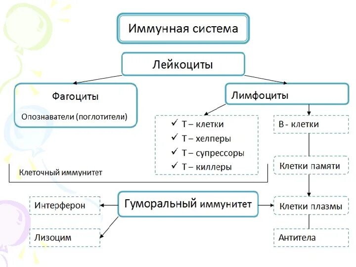 Какие структуры человеческого организма составляют систему иммунитета