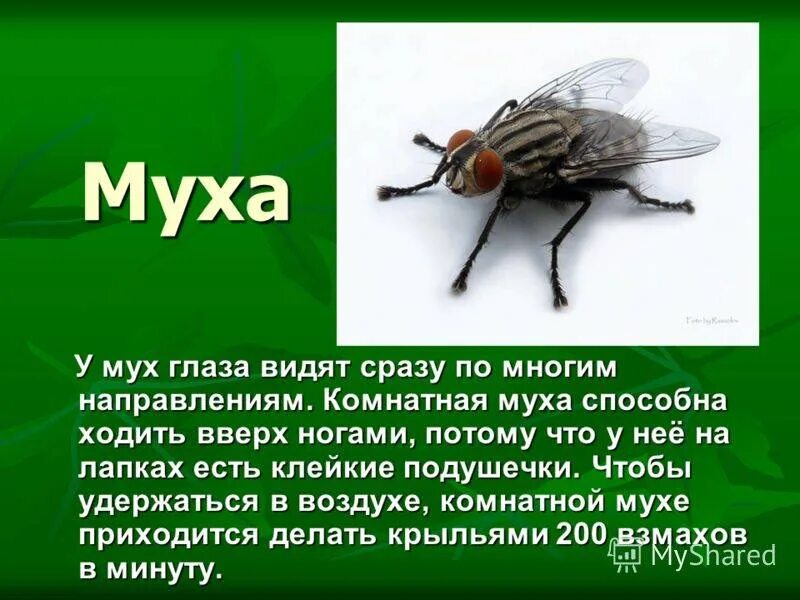 Как понимать муху. Интересные факты о насекомых. Муха насекомое интересные факты. Интересные факты о мухах. Интересное насекомое доклад.