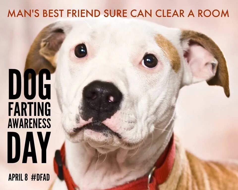 День пукающих собак. Dog farting awareness day. 8 апреля день пукающих собак. день осведомленности о пукающих собаках (dog farting awareness day).
