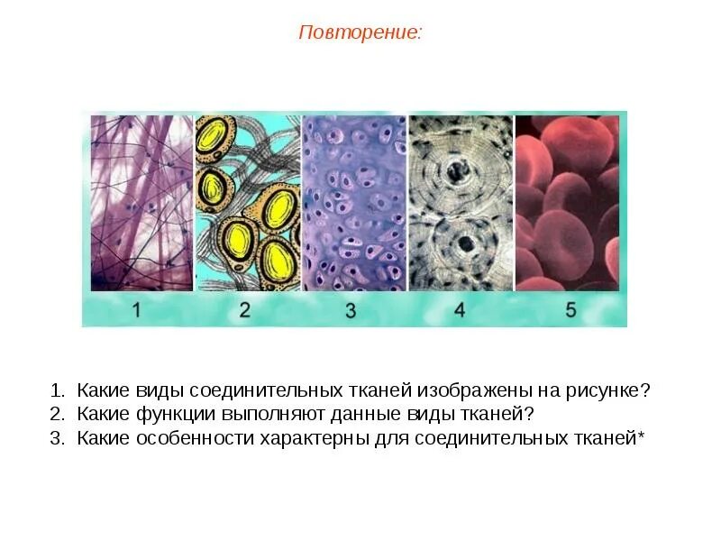 Какие органы входят в соединительную ткань. Соединительная ткань типы и функции. Опишите особенности и типы соединительной ткани.. Соединительная ткань изображение 2. Какие виды соединительных тканей изображены на рисунке.