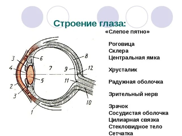 Слепое пятно расположено в месте где. Строение глаза слепое пятно. Строение глаза сетчатка Радужная оболочка слепое пятно. Структура глаза слепое пятно. Слепое пятно глаза анатомия.