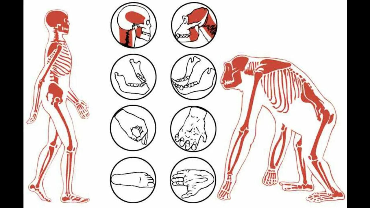Сравнение скелета человека и человекообразной обезьяны. Строение скелета человека и человекообразных обезьян. Сходство человека и человекообразных обезьян скелет. Различия человека от человекообразных обезьян. Шимпанзе отличается от человека