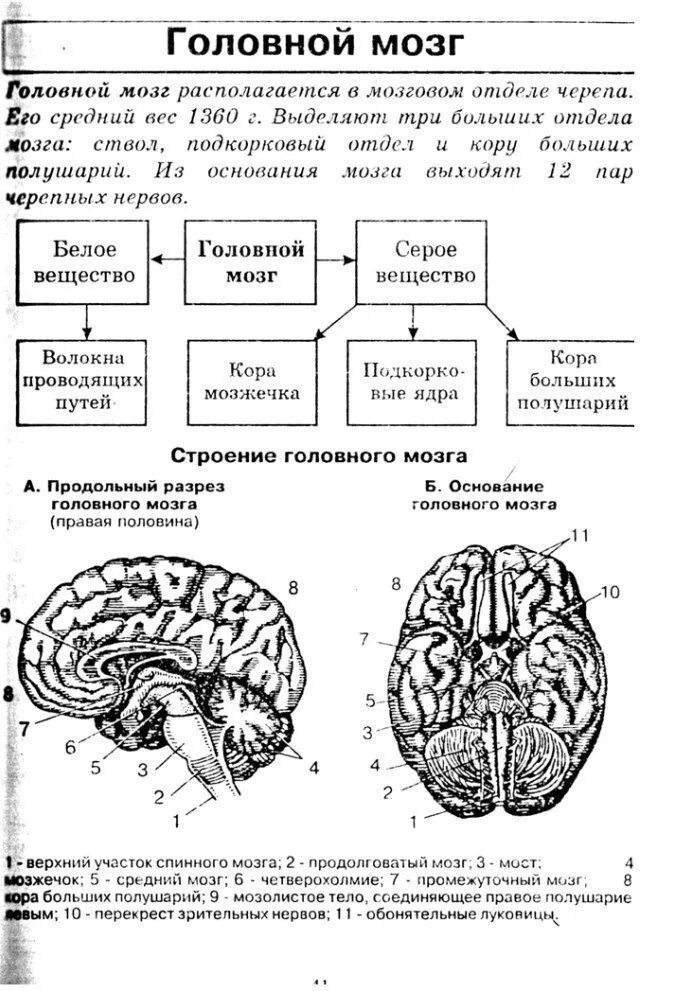 Биология мозга учебники. Мозг ЕГЭ биология таблица. Строение мозга ЕГЭ биология. Головной мозг ОГЭ биология функции. ЕГЭ биология головной мозг человека.