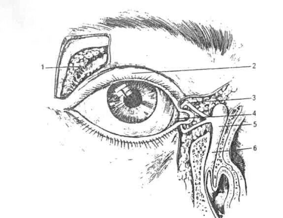 Глаз глазное яблоко вспомогательный аппарат. Слезная железа и слезопроводящие пути. Слезные железы конъюнктивы анатомия. Слезный аппарат глаза. Слезный аппарат глазного яблока.
