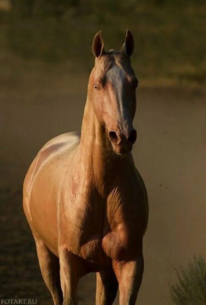 буденновский жеребец рэтив. лошадь 20 лет.