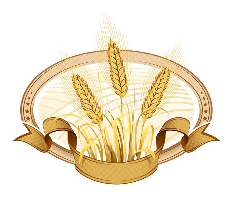 Масло из ростков пшеницы. Колоски сноп вектор. Пшеница для детей. Маска пшеница. Девушка с соломенными волосами.