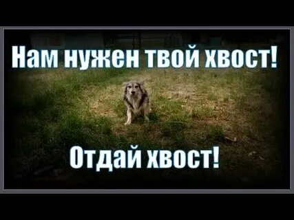 Где твой хвост