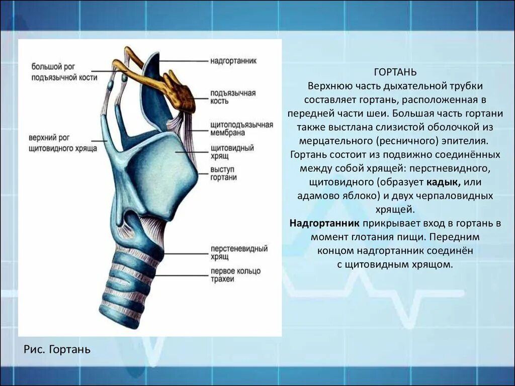 Хрящевое строение гортани. Гортань анатомия функции. Дыхательная система анатомия гортань. Строение гортани и трахеи. Хрящи гортани функции надгортанника.
