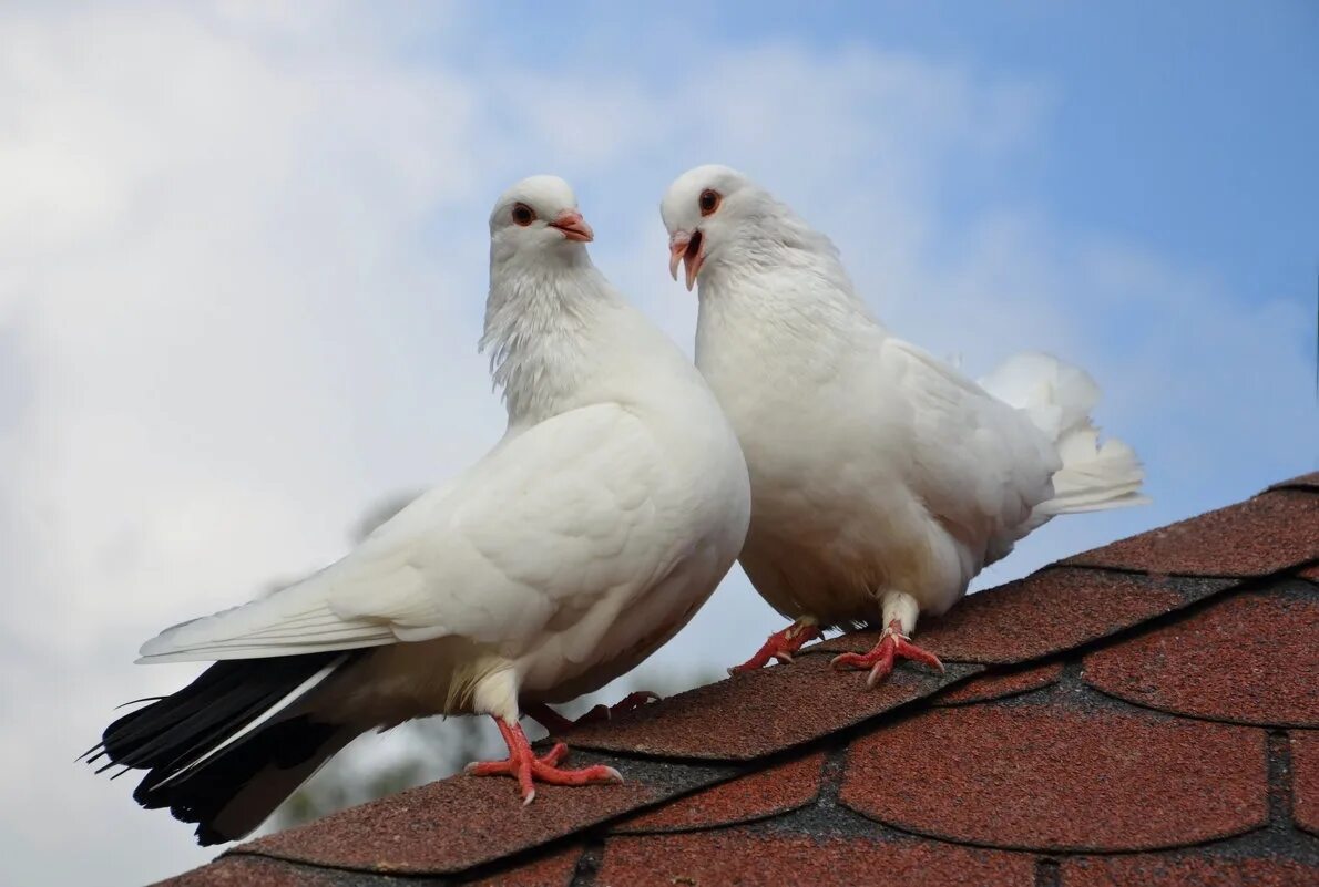 Голуби Анатолийская Чайка. Голуби воркуют. Голуби воркуют на крыше. Пара голубей.