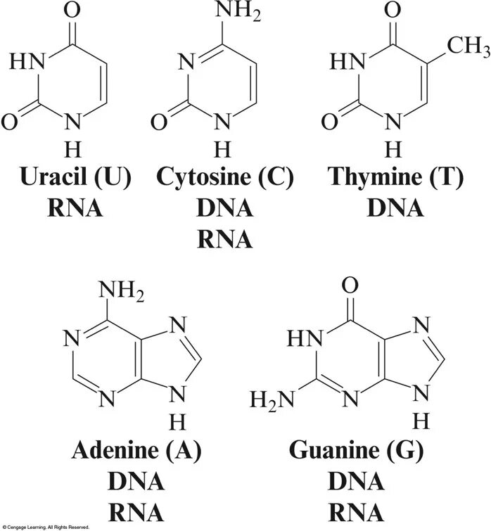 Тимин урацил. Тимин урацил аденин гуанин. Урацил Тимин цитозин. Аденин гуанин цитозин Тимин урацил формулы.