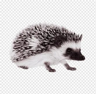 Ежик пнг